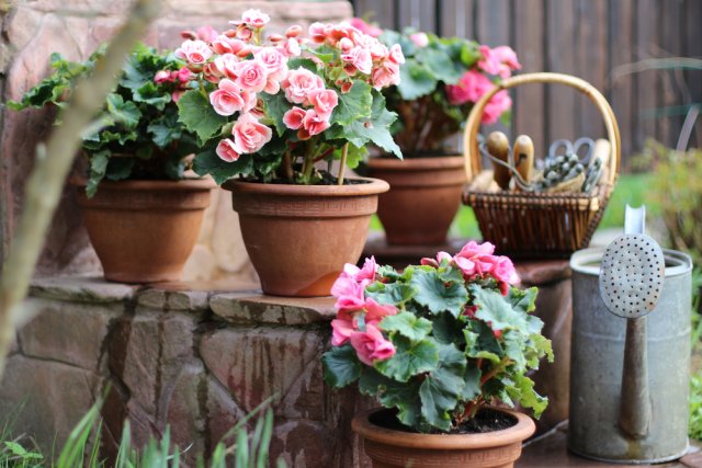 Многолетники в горшках: все особенности выращивания, обрезки и зимовки 