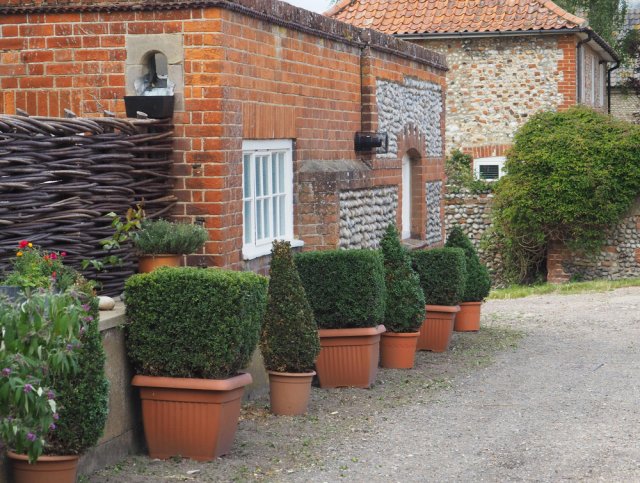 Многолетники в горшках: все особенности выращивания, обрезки и зимовки 