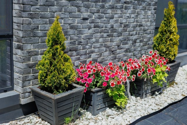 Многолетники в горшках: все особенности выращивания, обрезки и зимовки 