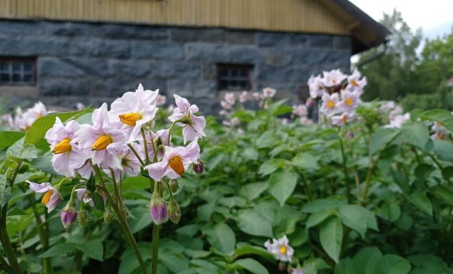 nuzhno-li-obryvat-cvetki-u-kartofelja-i-zachem-eto-delajut-201de9d