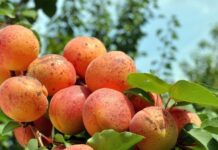 Почему абрикосы «в пятнышко» и можно ли их есть