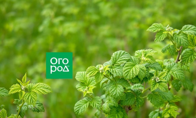 pochemu-net-jagod-na-letnej-maline-c1033b2