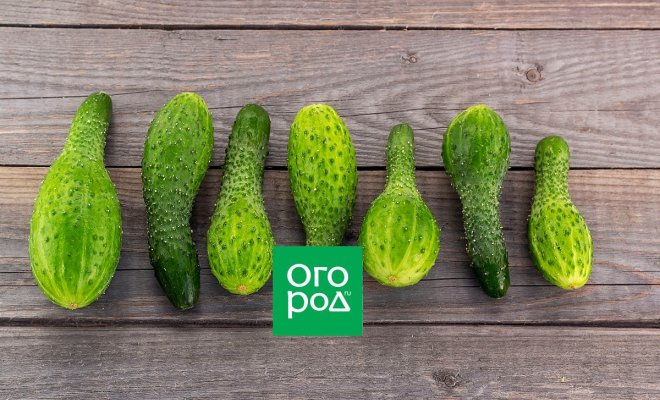 pochemu-ogurcy-stali-kak-lampochki-14266c8