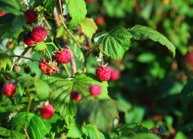 Травы и цветы для чая, которые нужно заготовить в августе 