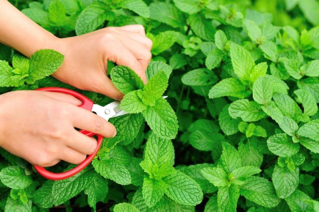 Травы и цветы для чая, которые нужно заготовить в августе 