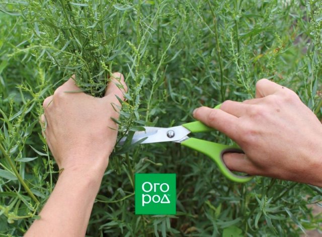 Травы и цветы для чая, которые нужно заготовить в августе 