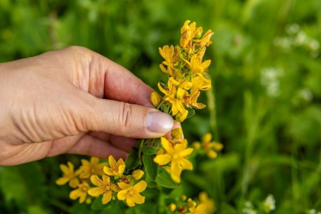 Травы и цветы для чая, которые нужно заготовить в августе 