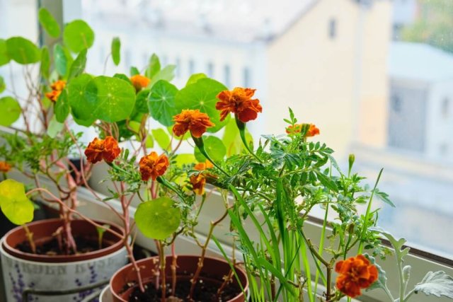10 цветов, которые можно занести в квартиру 