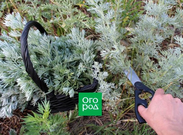 10 средств от белокрылки: народные, био и промышленные 