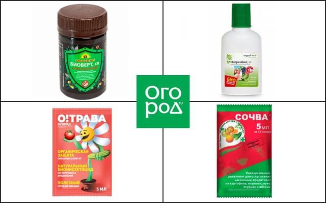 10 средств от белокрылки: народные, био и промышленные 