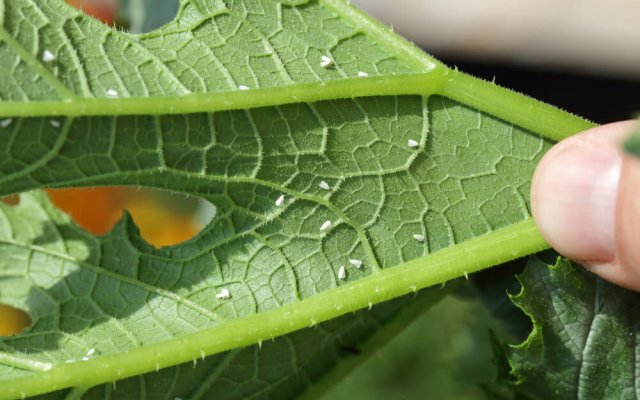 10 средств от белокрылки: народные, био и промышленные 