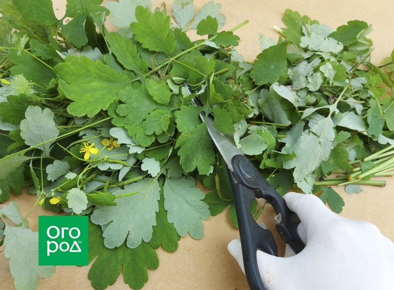 Чистотел – полезные свойства и применение на огороде 