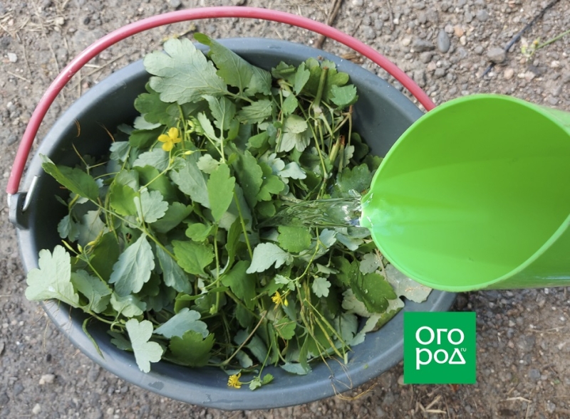 Чистотел – полезные свойства и применение на огороде 