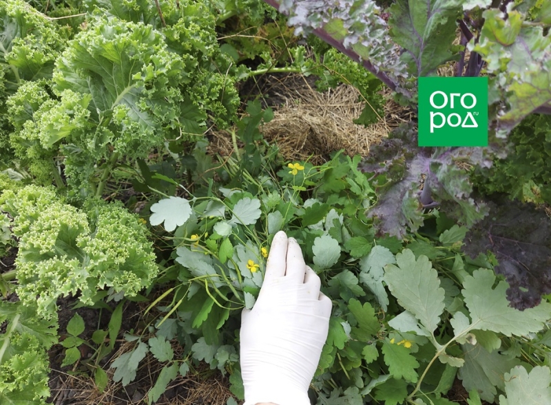 Чистотел – полезные свойства и применение на огороде 