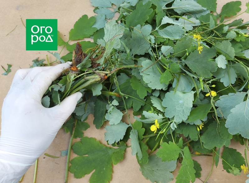 Чистотел – полезные свойства и применение на огороде 