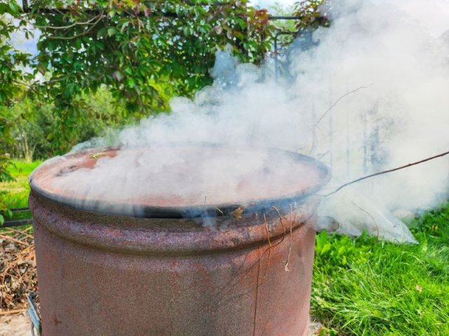 Как спасти виноград от ос без вреда для урожая и людей 