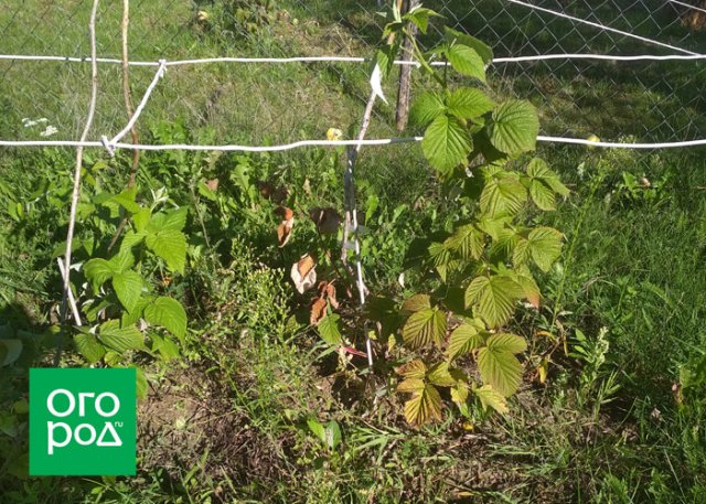 Календарь садовода: обработки деревьев и кустарников в августе 