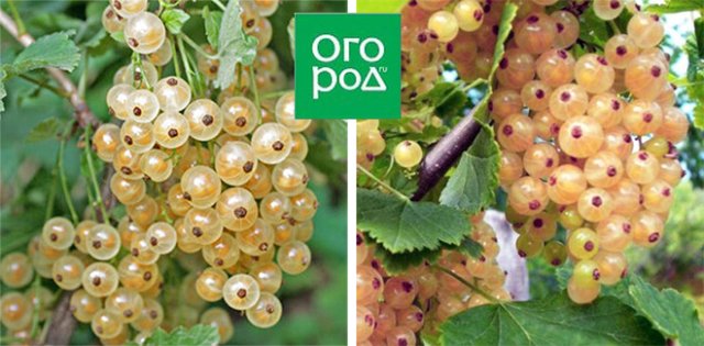 Красная, черная, белая – 15 лучших сортов смородины 