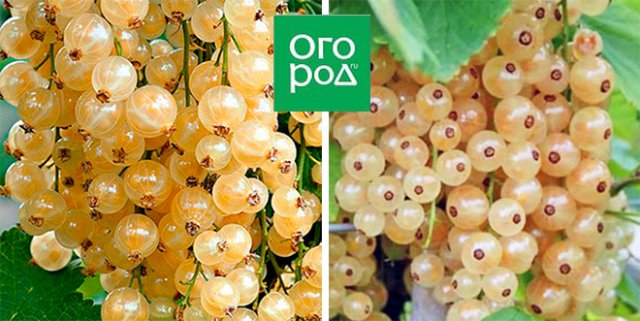 Красная, черная, белая – 15 лучших сортов смородины 