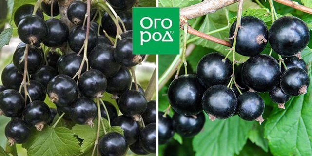 Красная, черная, белая – 15 лучших сортов смородины 