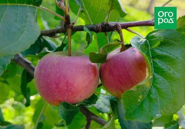 Периодичность плодоношения: 5 способов получать урожай каждый год 