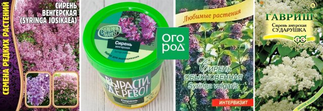 Сирень из семян – вполне реально! 