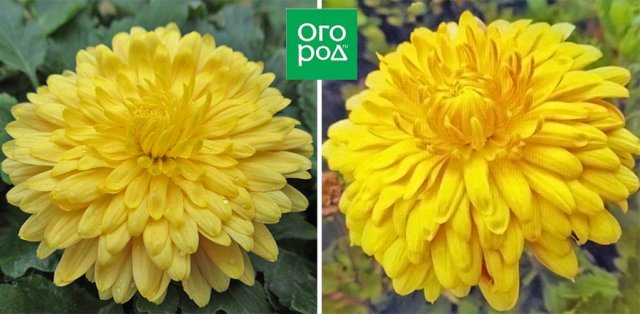 10 восхитительных и некапризных сортов корейской хризантемы 
