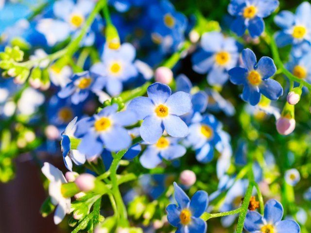 Какие многолетние цветы сажают и пересаживают осенью 