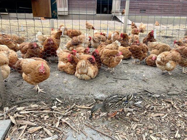 Куда девать щепу от веток: 5 полезных вариантов 