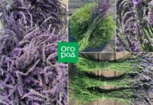 Лаванда или лавандин?