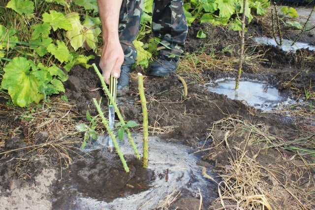 Подготовка роз к зиме: 10 осенних "нельзя" 