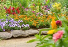 10 цветов, которые стоит посеять в октябре