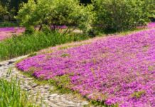 10 лучших растений для склона – красиво и надежно