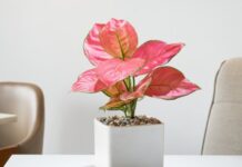 10 простых в уходе и красивых цветов для подоконника