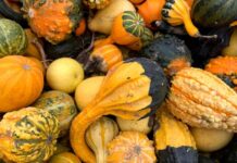 15 необычных сортов тыкв, которые украсят ваш дом этой осенью