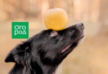 21 октября – Всемирный день яблока