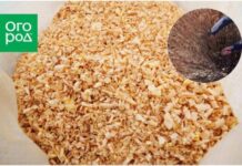 7 цветов, которые за зиму чаще вымокают, чем вымерзают (и способы их спасти)