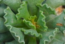 9 комнатных растений, которые не успели всем надоесть