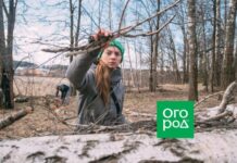 Бурелом, сухостой, снеговал — какой валежник можно собирать?