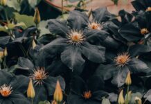 Чернее ночи: растения с самыми темными цветами