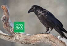 Что посадить на месте высохшего дерева