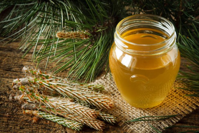 Что вкусного и полезного приготовить из… хвои 