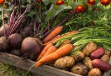 Чтобы корнеплоды не пересыхали и не гнили: правила хранения