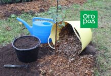 Готовим молодые деревья и саженцы к зимовке