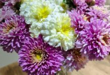 Хризантема из букета: черенкуем и укореняем