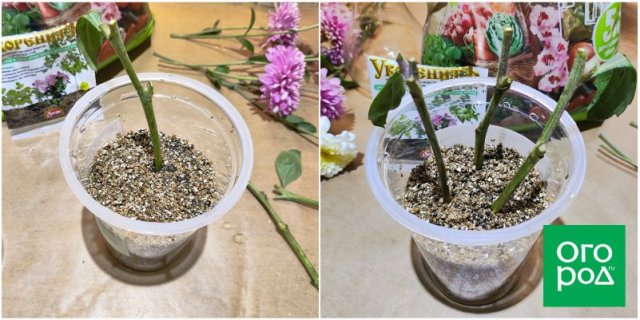 Хризантема из букета: черенкуем и укореняем 