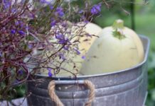 Кабачки-спагетти: сорта, выращивание, приготовление