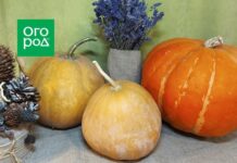 Как хранить тыкву в доме: 5 простых правил