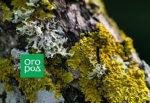 Как избавиться от лишайника на кустах и деревьях