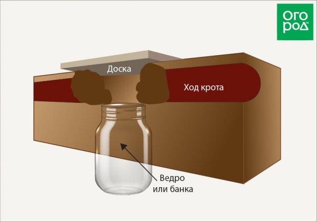 Как поймать крота с помощью обычной трехлитровой банки 